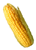 yellow-corn-01 3 yellow-corn-01 3